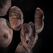 Water Flower Modern Wall Art